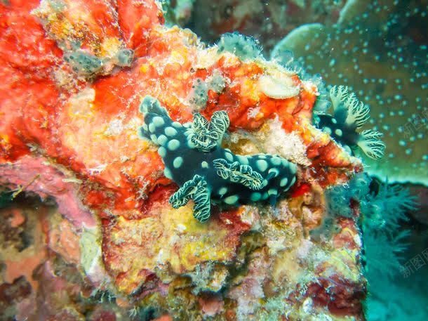 海底珊瑚生物背景jpg设计背景_新图网 https://ixintu.com 图片素材 底纹背景 海底 海底珊瑚生物背景图片 海底珊瑚生物背景图片素材下载 珊瑚 生物 背景 背景花边