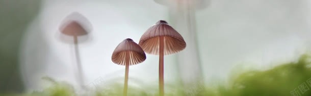 蘑菇浪漫背景背景