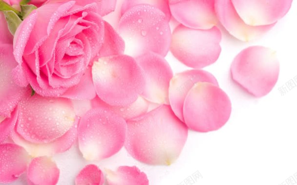 水滴粉色玫瑰玫瑰花瓣背景