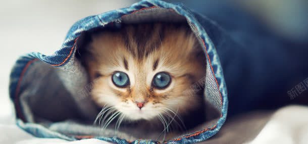 衣服里的小猫背景图片免费下载 素材0jkwaaqev 新图网 衣服里的小猫背景图片免费下载 素材0jkwaaqev 新图网