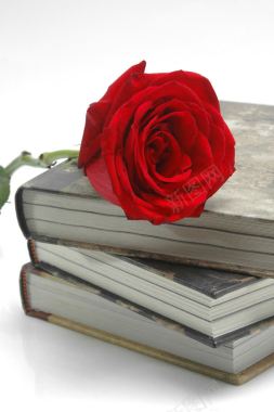 书籍上的红色玫瑰海报背景背景