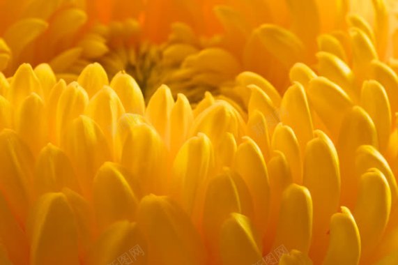 黄色菊花摄影特写摄影图片