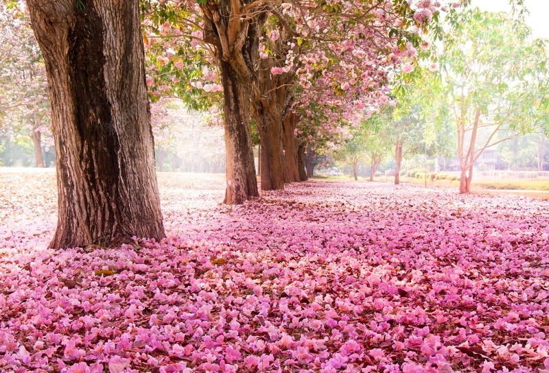 粉红浪漫樱花海报背景jpg设计背景_新图网 https://ixintu.com 公园 大树 春天 樱花 樱花图片素材下载 樱花树 水彩 浪漫樱 粉红色 粉色 花朵 花瓣 风景