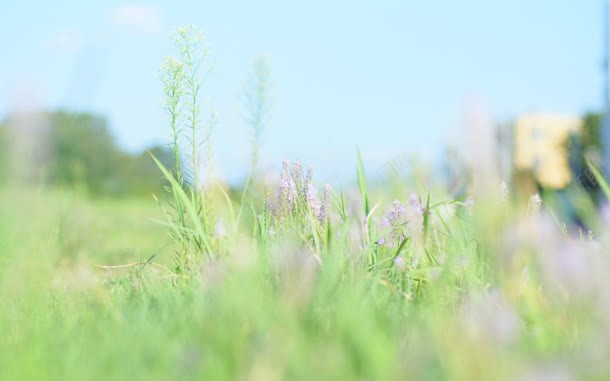 文艺青草花朵摄影图jpg_新图网 https://ixintu.com 摄影 文艺 花朵 青草