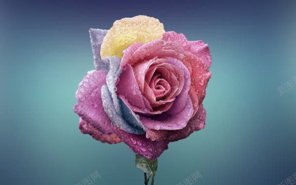鲜艳玫瑰花桌面壁纸背景