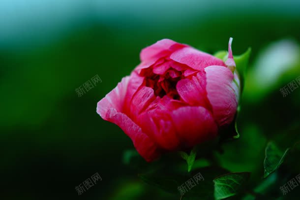 含苞待放的粉红色花蕾jpg设计背景_新图网 https://ixintu.com 含苞待放 粉红色 花蕾