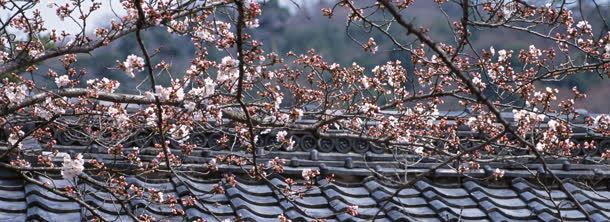 樱花日式建筑背景