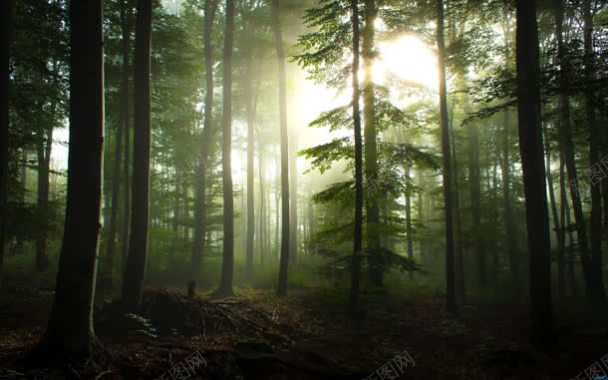 晨光森林光束摄影图摄影图片