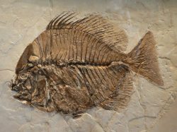 动物化石鱼化石高清图片