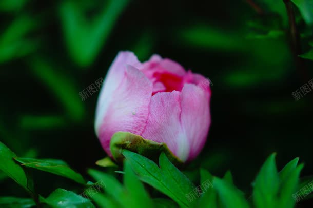 含苞待放的粉红色花蕾正面jpg设计背景_新图网 https://ixintu.com 含苞待放 正面 粉红色 花蕾