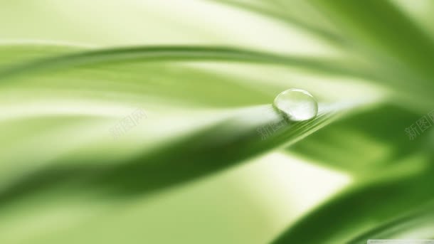 动感有质感在树叶上的水滴jpg设计背景_新图网 https://ixintu.com 动感 树叶 水滴 质感