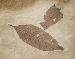 化石摄影树叶化石高清图片