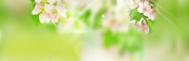 清新鲜花背景jpg设计背景_新图网 https://ixintu.com banner 光线 夏花 淘宝 绿色背景 阳光