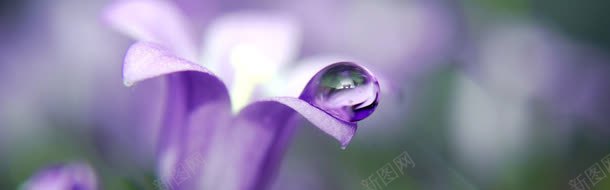 花朵上的紫色水珠jpg设计背景_新图网 https://ixintu.com 水珠 紫色 花朵