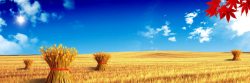 麦穗与蓝天白云图片秋天背景高清图片