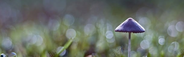 蘑菇浪漫唯美背景色彩jpg设计背景_新图网 https://ixintu.com 浪漫 背景 色彩 蘑菇