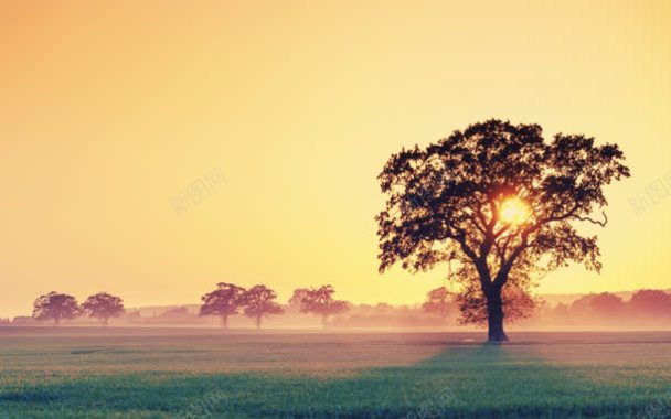 黄色天空阳光大树背景