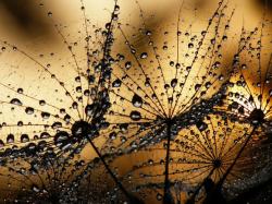 创意蜘蛛网蜘蛛网上的美丽水珠高清图片