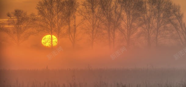 夕阳树林背景jpg设计背景_新图网 https://ixintu.com 夕阳 大树 太阳 树木 树林