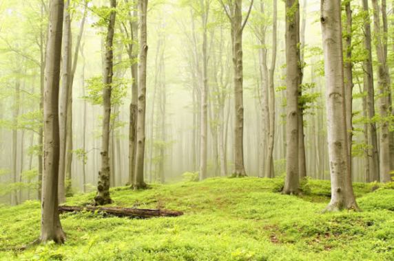 绿色梦幻树林草地背景