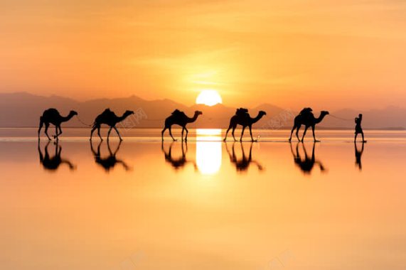骆驼太阳室外摄影摄影图片