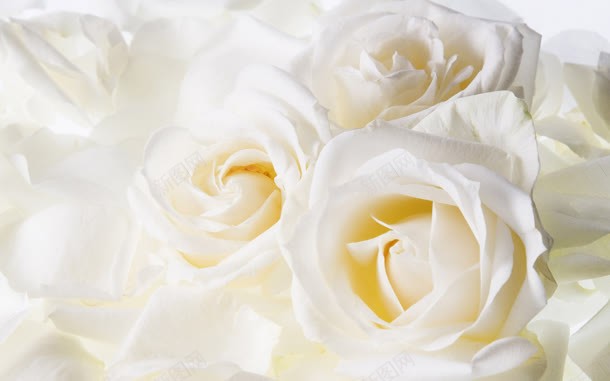 白色鲜艳的玫瑰花朵jpg设计背景_新图网 https://ixintu.com 玫瑰 白色 花朵 鲜艳