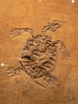 化石摄影乌龟化石高清图片