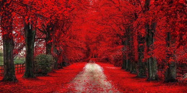 红色的森林背景背景