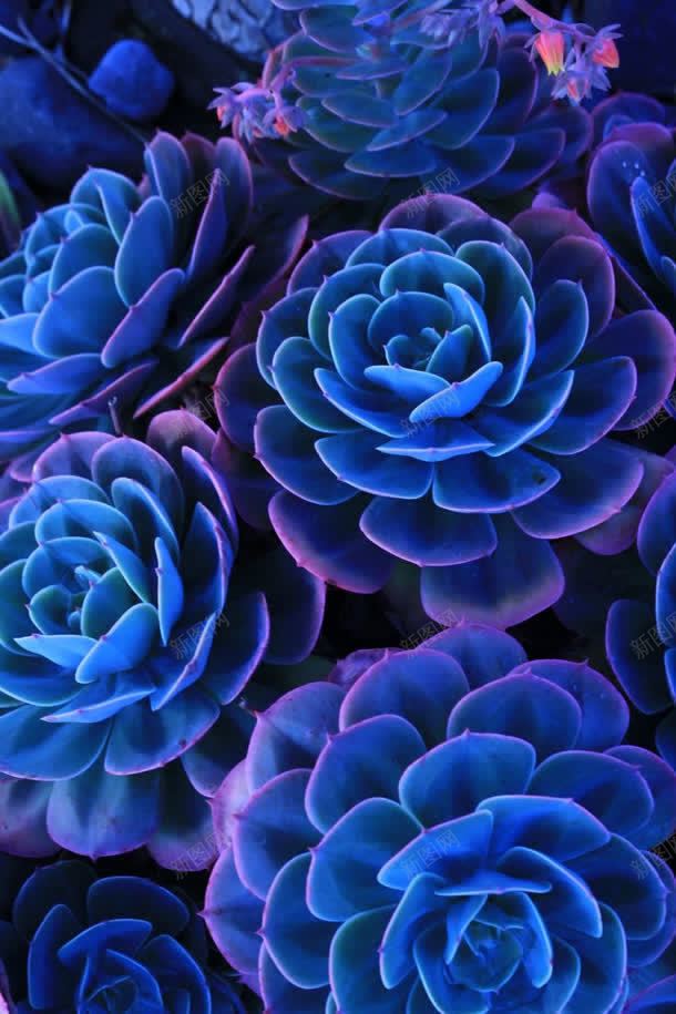 神秘蓝色多肉植物jpg设计背景_新图网 https://ixintu.com 植物 神秘 蓝色