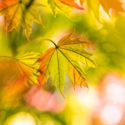 秋季树叶对话框梦幻秋天背景高清图片