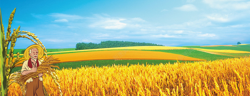 农业收稻谷背景图背景