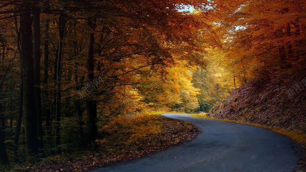 黄色枫叶树林里的小路背景