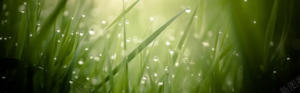 下雨过后小草背景背景