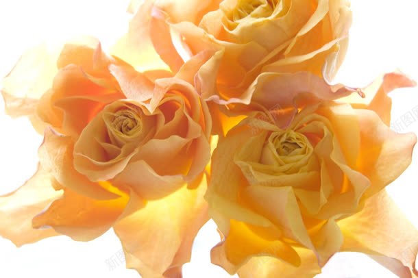 简洁的黄粉色花朵jpg设计背景_新图网 https://ixintu.com 简洁 粉色 花朵