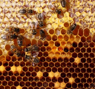 蜂窝里的蜂蜜与蜜蜂背景
