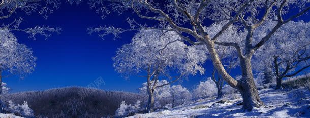 冬季雪景树林蓝天背景bannerjpg设计背景_新图网 https://ixintu.com banner 冬季 树林 背景 蓝天 雪景