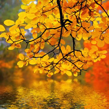 秋天秋日树叶黄了背景