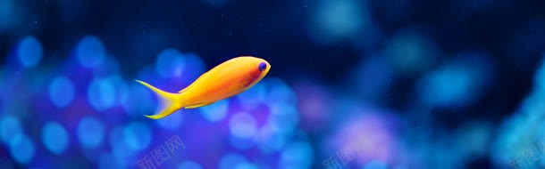 梦幻浪漫海底小鱼摄影图片