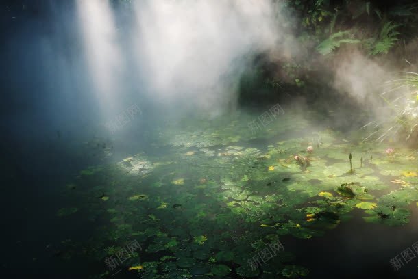 绿色树林里的荷花jpg设计背景_新图网 https://ixintu.com 树林 绿色 荷花