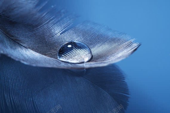 羽毛上的水滴背景