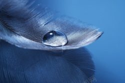 羽毛倒影羽毛上的水滴高清图片