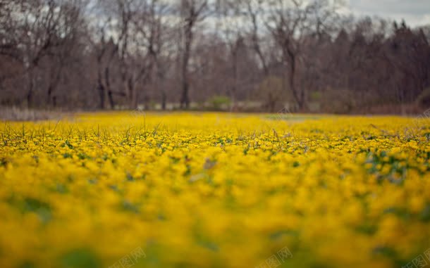 黄色菊花花海jpg设计背景_新图网 https://ixintu.com 花海 菊花 黄色