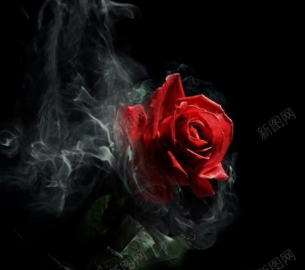 烟雾红色玫瑰海报背景背景