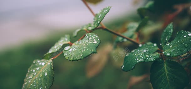 带水珠的树叶jpg设计背景_新图网 https://ixintu.com 树叶 植物 水珠 绿色 自然风光