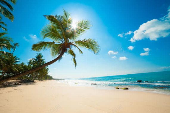 美丽沙滩椰树景色背景