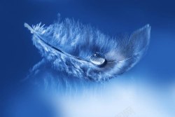 羽毛倒影蓝色羽毛上的水滴高清图片
