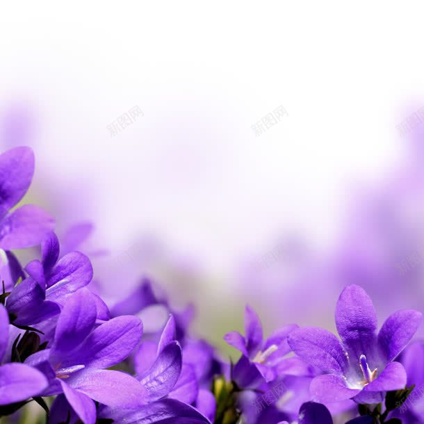 梦幻背景紫色鲜花jpg设计背景_新图网 https://ixintu.com 梦幻 紫色 背景 鲜花