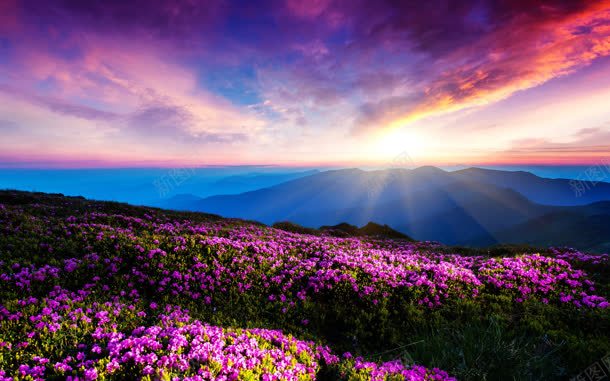 蓝天紫色天空粉色花朵jpg设计背景_新图网 https://ixintu.com 天空 粉色 紫色 花朵 蓝天