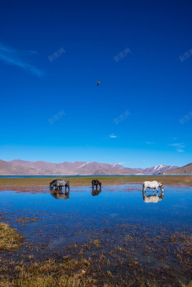 蓝色天空一望无际的沙漠jpg设计背景_新图网 https://ixintu.com 一望无际 天空 沙漠 蓝色