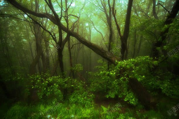 神秘的原始森林树木jpg设计背景_新图网 https://ixintu.com 原始 树木 森林 神秘